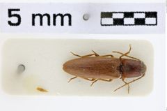 Foto (Dorsalansicht) von Propsephus zeysti (NHMW-ZOO-COL-0011046)